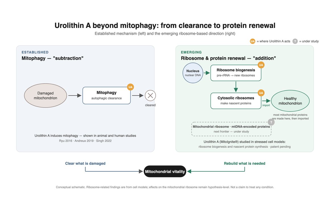 Schematic: urolithin A from mitophagy (subtraction) to ribosome and protein renewal (addition)